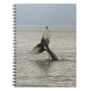 North America, USA, AK, Inside Passage. Humpback Notebook