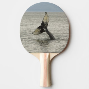 North America, USA, AK, Inside Passage. Humpback Ping Pong Paddle