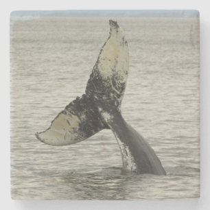 North America, USA, AK, Inside Passage. Humpback Stone Coaster