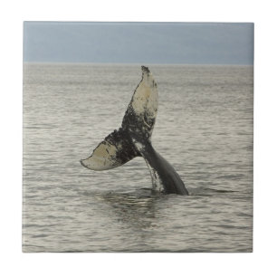 North America, USA, AK, Inside Passage. Humpback Tile