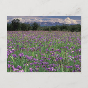 North America, USA, Alaska, Anchorage, Eklutna Postcard