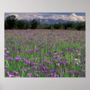 North America, USA, Alaska, Anchorage, Eklutna Poster