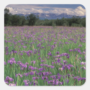 North America, USA, Alaska, Anchorage, Eklutna Square Sticker