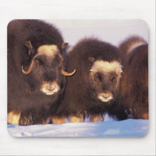 North America, USA, Alaska, Arctic Circle, Mouse Pad