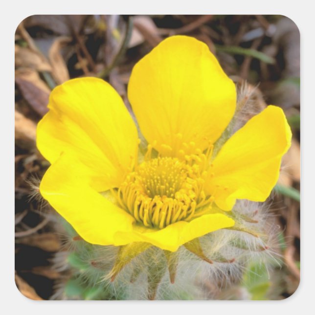 North America, USA, Alaska, Denali National Square Sticker (Front)