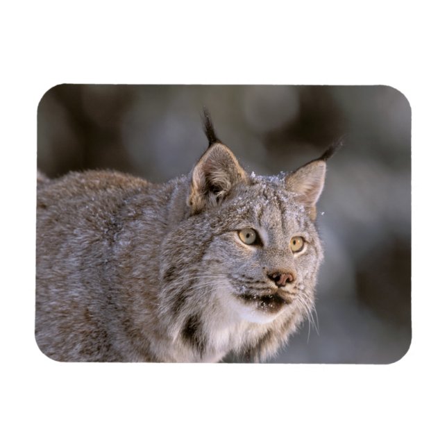 North America, USA, Alaska, Haines. Lynx (Felis 2 Magnet (Horizontal)