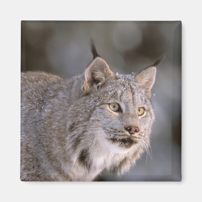 North America, USA, Alaska, Haines. Lynx (Felis 2 Magnet (Front)