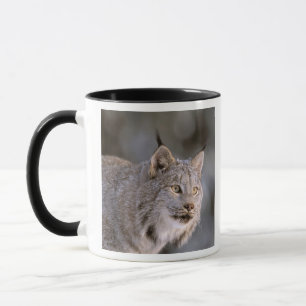 North America, USA, Alaska, Haines. Lynx (Felis 2 Mug