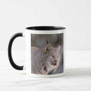 North America, USA, Alaska, Haines. Lynx (Felis 2 Mug