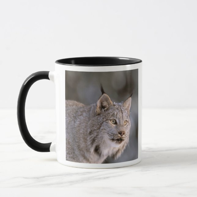 North America, USA, Alaska, Haines. Lynx (Felis 2 Mug (Left)