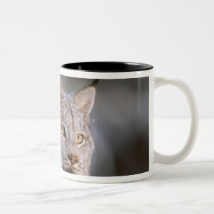 North America, USA, Alaska, Haines. Lynx (Felis 2 Two-Tone Coffee Mug