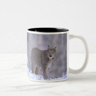 North America, USA, Alaska, Haines. Lynx (Felis Two-Tone Coffee Mug