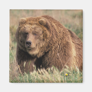 North America, USA, Alaska, Kodiak Island, Magnet