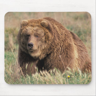North America, USA, Alaska, Kodiak Island, Mouse Pad