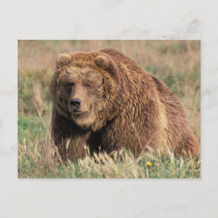 North America, USA, Alaska, Kodiak Island, Postcard