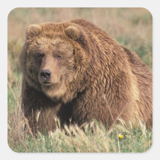 North America, USA, Alaska, Kodiak Island, Square Sticker (Front)