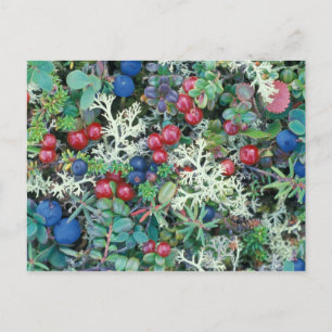 North America, USA, Alaska, Landscape, berries Postcard