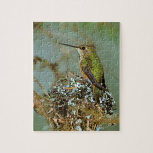 North America, USA, Alaska. Rufous Humming bird Jigsaw Puzzle