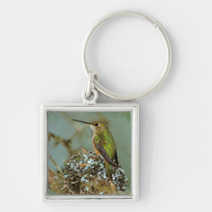 North America, USA, Alaska. Rufous Humming bird Key Ring