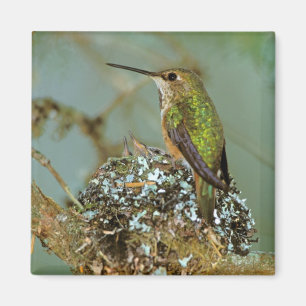 North America, USA, Alaska. Rufous Humming bird Magnet