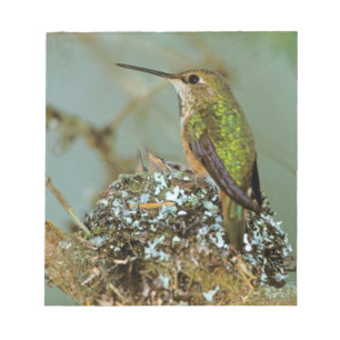 North America, USA, Alaska. Rufous Humming bird Notepad