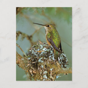 North America, USA, Alaska. Rufous Humming bird Postcard
