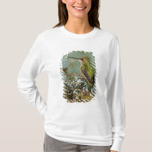 North America, USA, Alaska. Rufous Humming bird T-Shirt