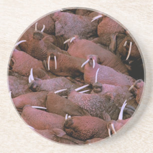 North America, USA, Alaska, Yukon Delta National Coaster