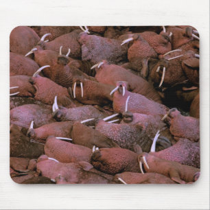 North America, USA, Alaska, Yukon Delta National Mouse Pad