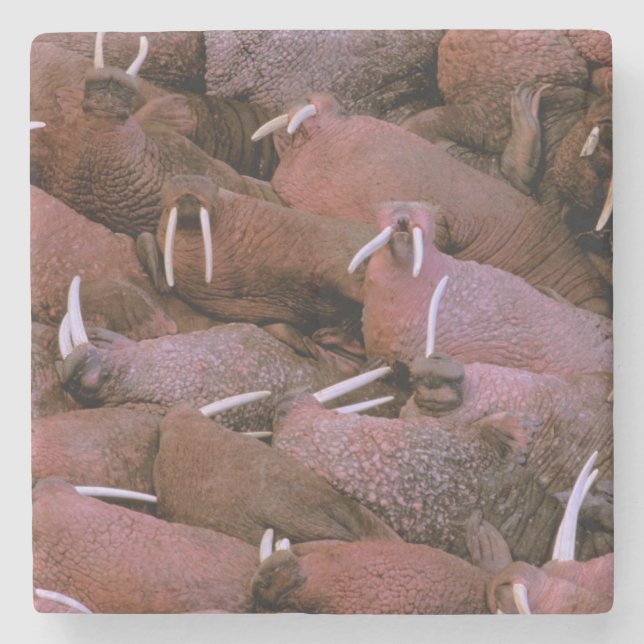 North America, USA, Alaska, Yukon Delta National Stone Coaster (Front)