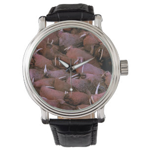 North America, USA, Alaska, Yukon Delta National Watch