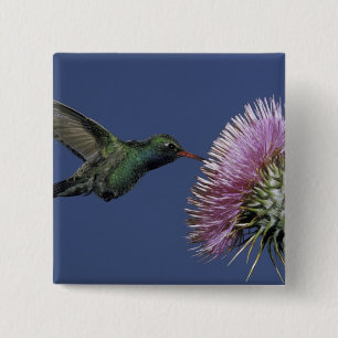 North America, USA, Arizona. Broad-billed 15 Cm Square Badge