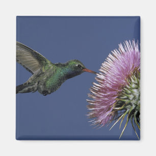 North America, USA, Arizona. Broad-billed Magnet