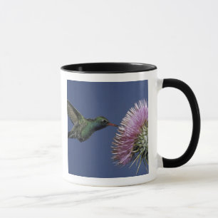 North America, USA, Arizona. Broad-billed Mug