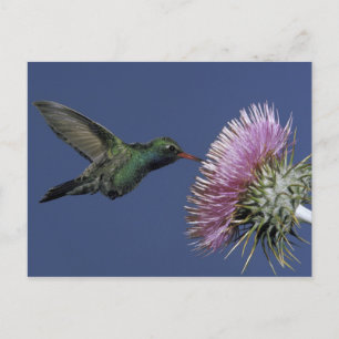 North America, USA, Arizona. Broad-billed Postcard