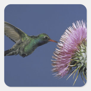 North America, USA, Arizona. Broad-billed Square Sticker