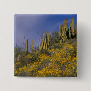 North America, USA, Arizona, Organ Pipe Cactus 15 Cm Square Badge