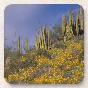 North America, USA, Arizona, Organ Pipe Cactus Coaster