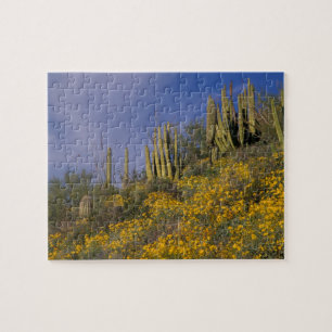North America, USA, Arizona, Organ Pipe Cactus Jigsaw Puzzle