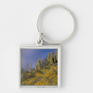 North America, USA, Arizona, Organ Pipe Cactus Key Ring