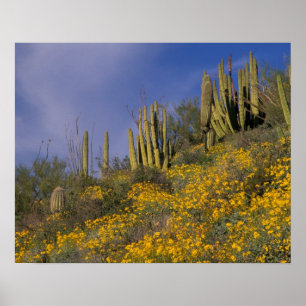 North America, USA, Arizona, Organ Pipe Cactus Poster