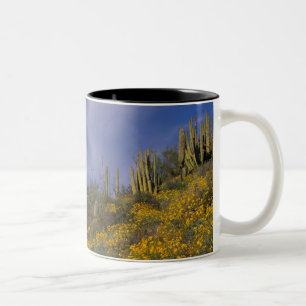 North America, USA, Arizona, Organ Pipe Cactus Two-Tone Coffee Mug