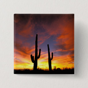 North America, USA, Arizona, Sonoran Desert. 15 Cm Square Badge