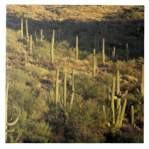 North America, USA, Arizona, Sonoran Desert Ceramic Tile