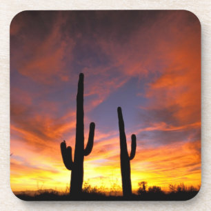 North America, USA, Arizona, Sonoran Desert. Coaster