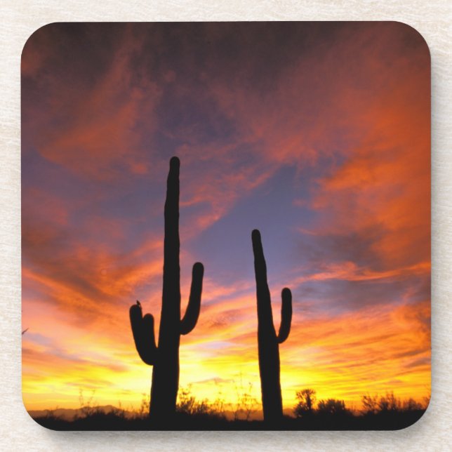 North America, USA, Arizona, Sonoran Desert. Coaster (Front)