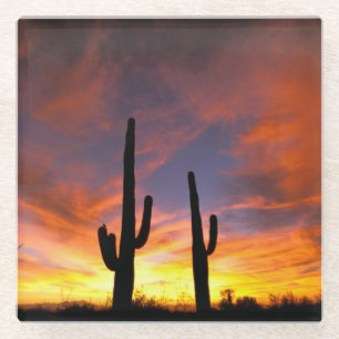 North America, USA, Arizona, Sonoran Desert Glass Coaster
