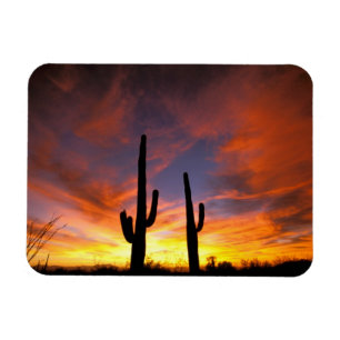 North America, USA, Arizona, Sonoran Desert. Magnet
