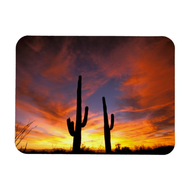 North America, USA, Arizona, Sonoran Desert. Magnet (Horizontal)