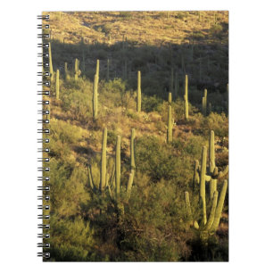 North America, USA, Arizona, Sonoran Desert Notebook